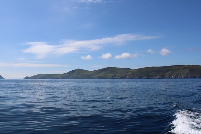 dingle-dolphin-blasket-adventures