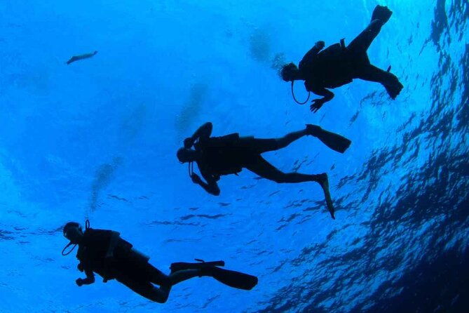 diving-baptism-in-the-marine-reserve-of-cabo-tinoso