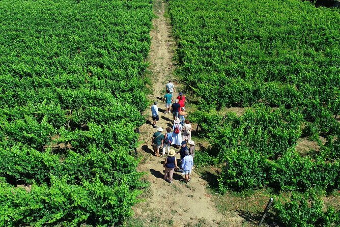 douro-valley-3-wine-experiences-with-lunch-optional-boat-cruise