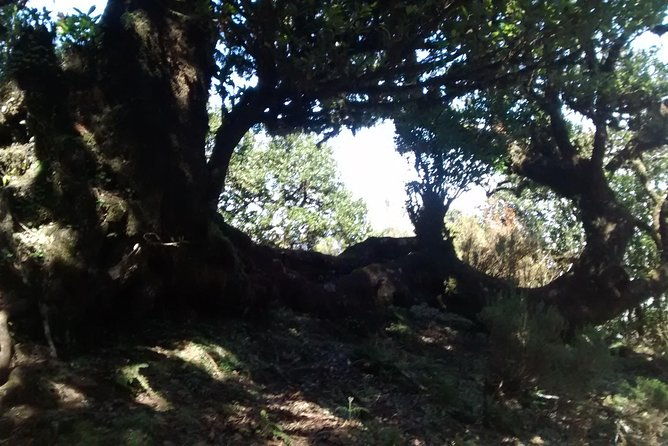 fanal-enchanted-forest