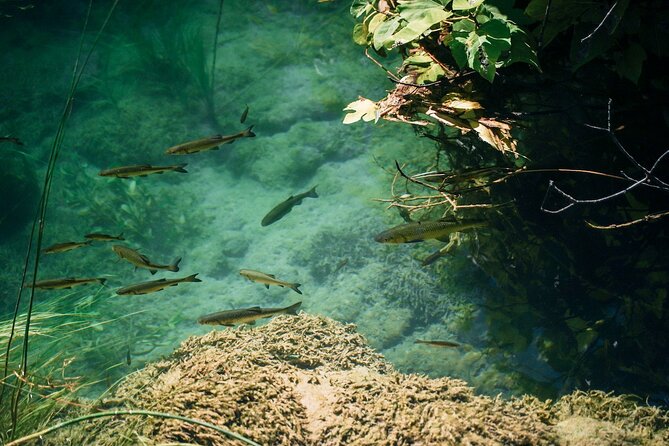 from-split-krka-waterfalls-food-wine-tasting-tour