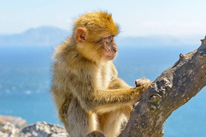 gibraltar-inside-out-standard-tour-1-45hrs