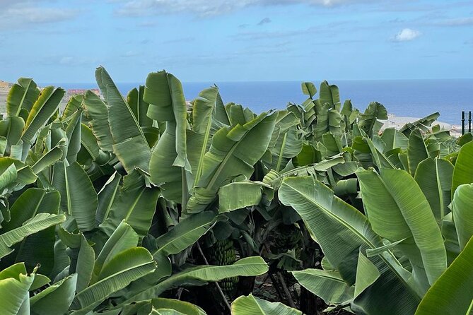 guided-tour-of-the-banana-world