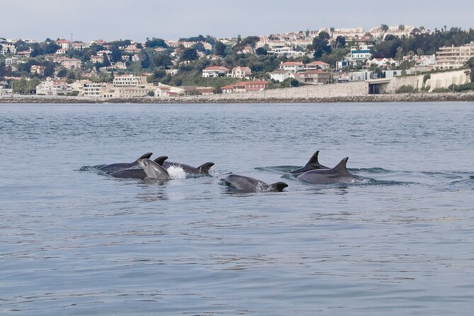 lisbon-dolphin-watching-with-a-marine-biologist-in-a-small-group