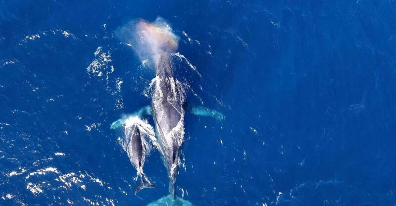 naha-okinawa-kerama-islands-half-day-whale-watching-tour