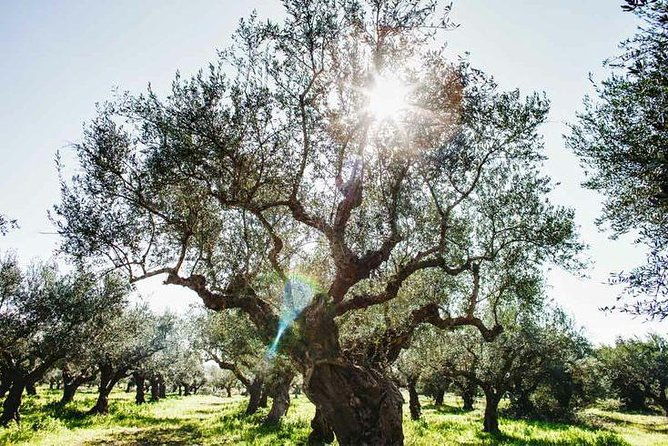 olive-tour-tasting
