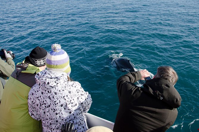 the-original-classic-whale-watching-from-reykjavik
