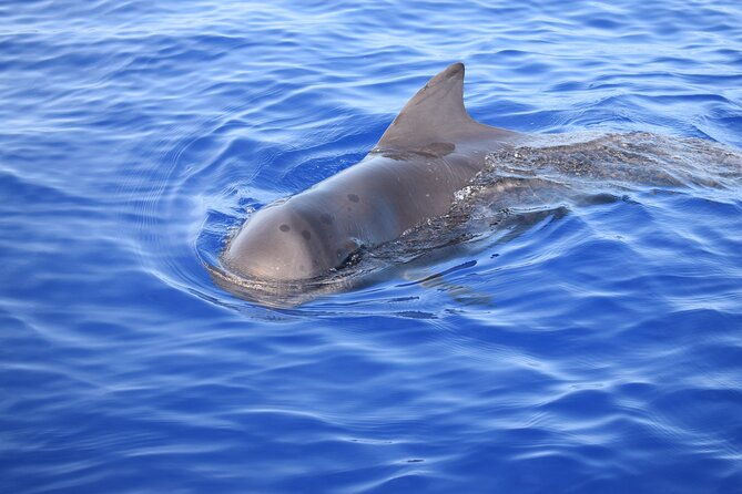 whale-and-dolphin-watching-tour-in-madeira