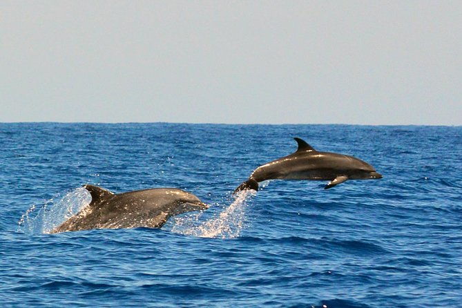 whale-watching-eco-adventure-from-costa-adeje