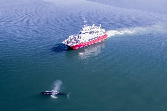 whale-watching-from-downtown-akureyri