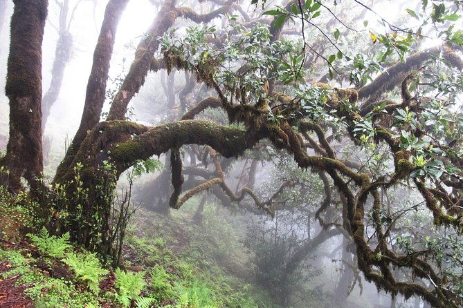 fanal-enchanted-forest