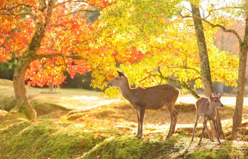 kyoto-osaka-nara-fushimi-inari-arashiyama-full-day-tour