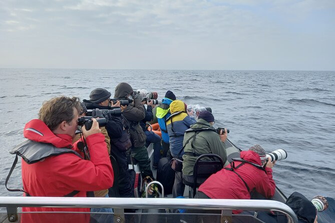 lisbon-dolphin-watching-with-a-marine-biologist-in-a-small-group