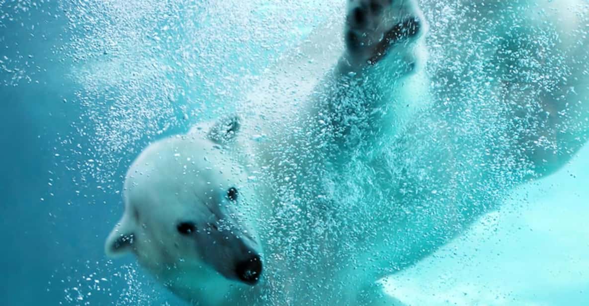sapporo-departure-asahiyama-zoo-winter-1-day-tour