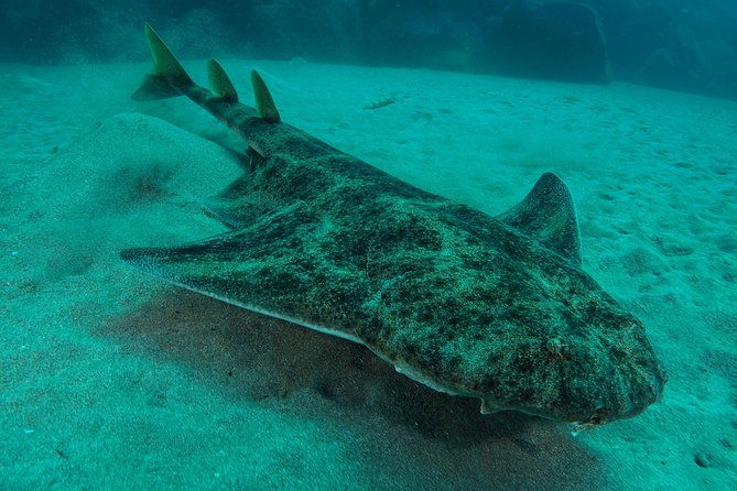 single-dive-for-qualified-divers-from-shore-region-puerto-del-carmen