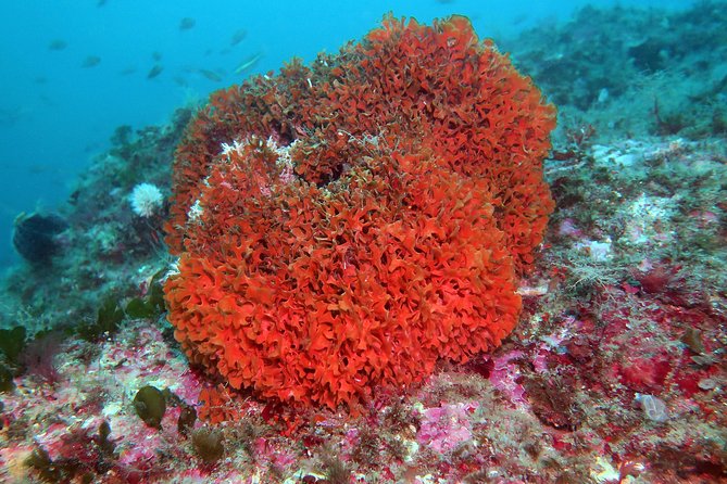 snorkeling-tour-around-the-isola-bella-nature-reserve