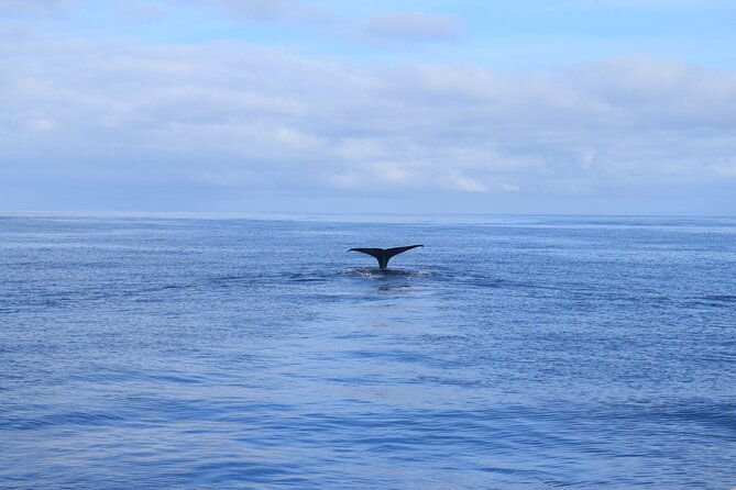 whale-and-dolphin-watching-tour-in-madeira