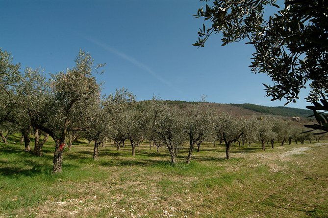 apprentice-olive-oil-taster-for-a-day
