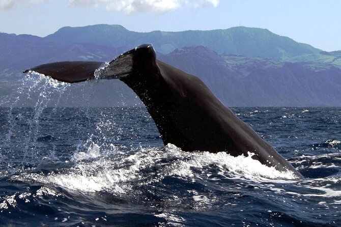 azores-whale-watching-islet-boat-tour