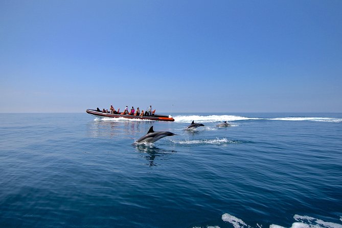 dolphin-watching-and-cave-tour-from-vilamoura