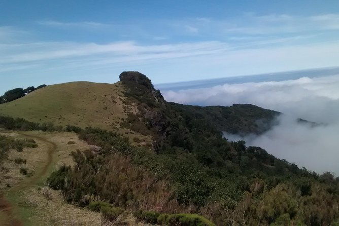 fanal-enchanted-forest