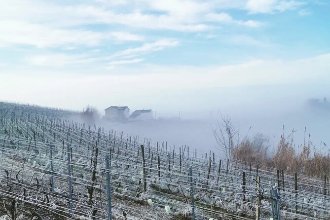 full-day-barolobarbaresco-wine-tour-from-milano-with-a-local-winemaker