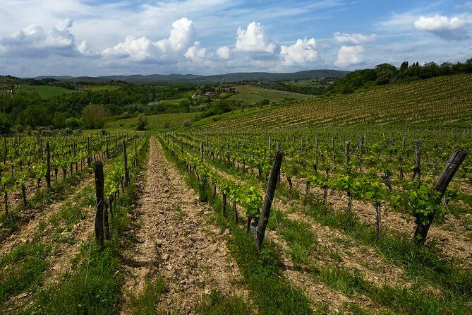 guided-winery-tour-and-wine-tasting-in-siena
