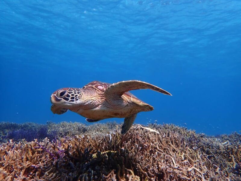 miyako-island-sea-turtle-snorkeling-tour
