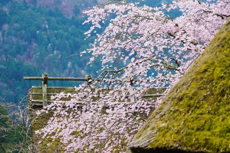 osaka-amanohashidate-ine-hunaya-miyama-village-1-day-trip