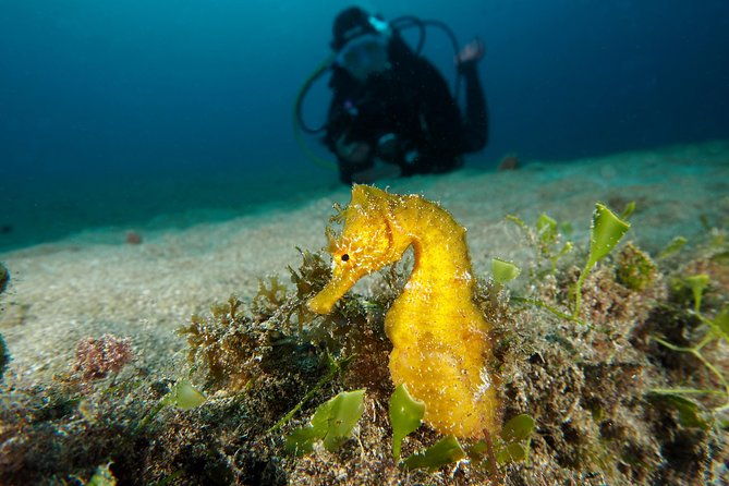single-dive-for-qualified-divers-from-shore-region-puerto-del-carmen