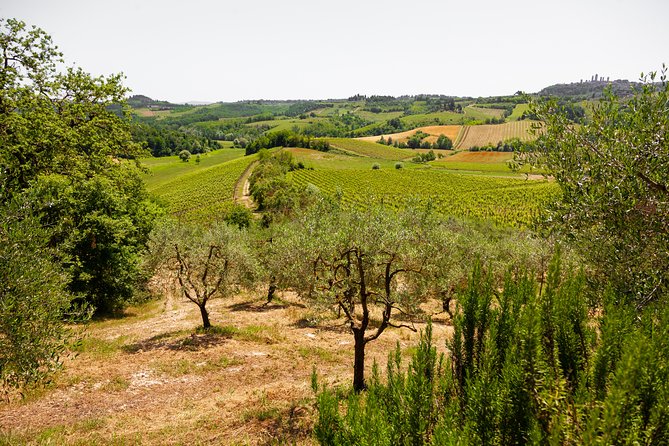tuscany-day-trip-from-florence-siena-san-gimignano-pisa-and-lunch-at-a-winery