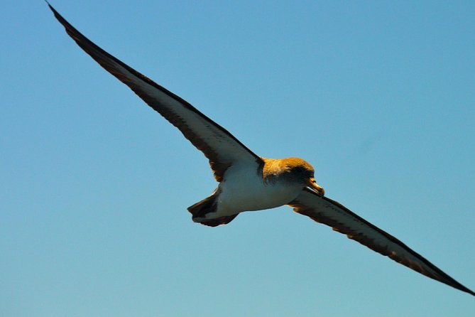 whale-watching-eco-adventure-from-costa-adeje
