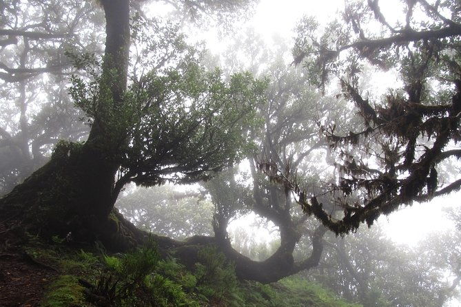 fanal-enchanted-forest