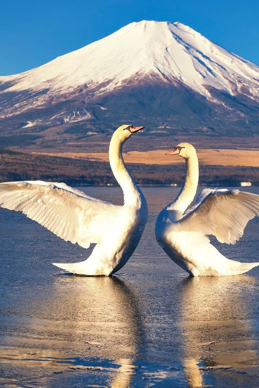 from-tokyo-mt-fuji-day-tour-with-oshino-hakkai-ropeway