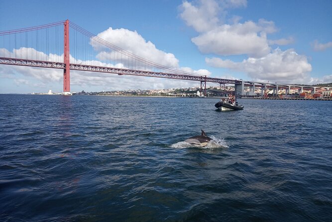 lisbon-dolphin-watching-with-a-marine-biologist-in-a-small-group