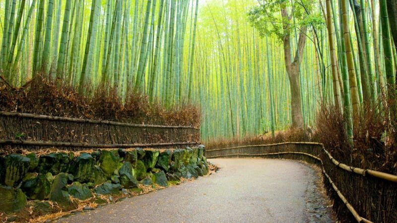 private-tour-to-monkey-park-and-arashiyama-highlights