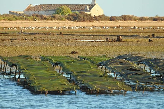 ria-formosa-boat-trip-to-the-3-islands-armona-culatra-island-lighthouse