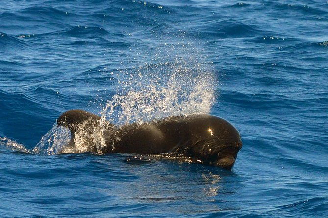 whale-watching-eco-adventure-from-costa-adeje