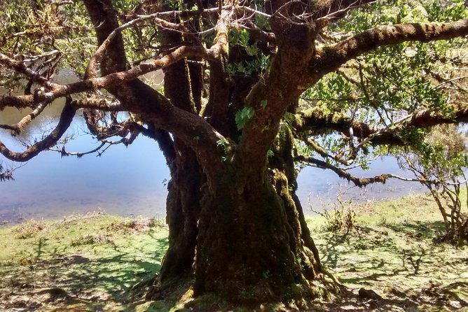 fanal-enchanted-forest