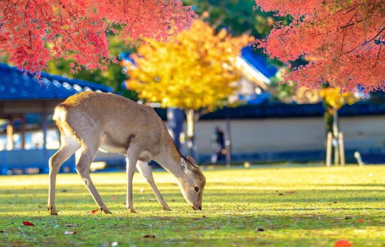 from-osaka-nara-uji-matcha-experience-and-hot-spring-tour