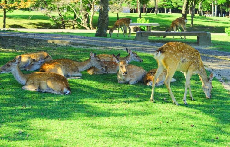 kyoto-and-nara-unesco-highlights-full-day-tour-from-osaka