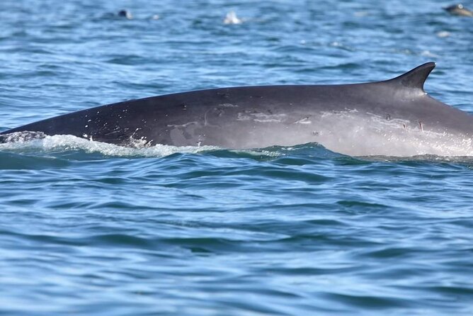 lisbon-dolphin-watching-with-a-marine-biologist-in-a-small-group