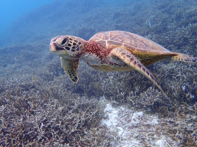 miyako-island-sea-turtle-snorkeling-tour