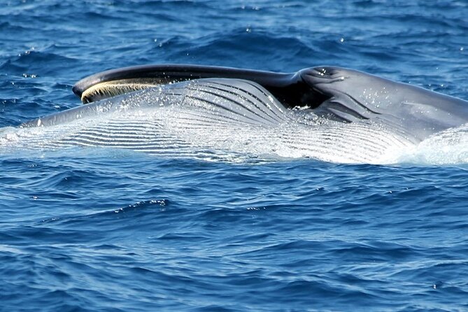 no-chase-whale-dolphin-tour-putting-marine-life-first-we-care