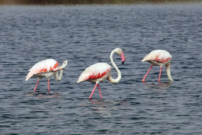 private-sightseeing-boat-tour-in-ria-formosa-at-olhao