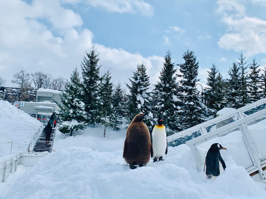 sapporo-departure-asahiyama-zoo-winter-1-day-tour