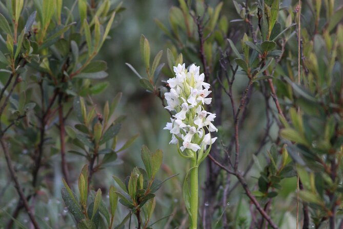 small-group-new-forest-discovery-walk-from-lyndhurst
