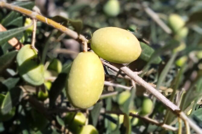 the-olive-oil-experience-lefkada-micro-farm