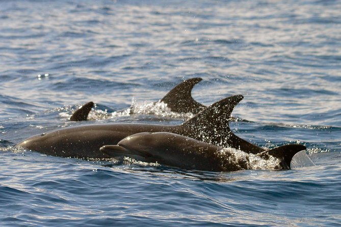 whale-watching-eco-adventure-from-costa-adeje