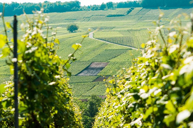 champagne-day-trip-with-6-tastings-reims-and-winery-from-paris